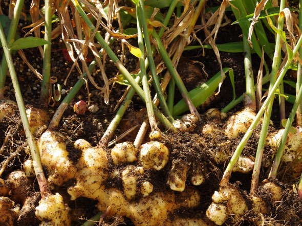 Ginger Root